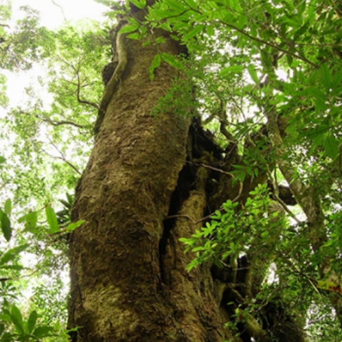 ベニクスノキタケの希少性