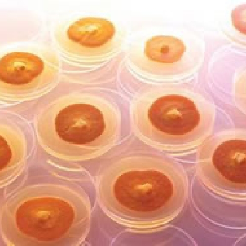 独自の栽培技術